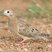 Mourning Dove